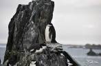 Pinguins chinstrap se equilibram em rochedo de Cape Lookout, em Elephant Island, na Antártida
